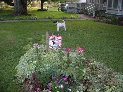 SmoothFoxTerrierSign